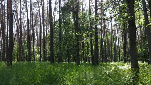 Trees in the Forest By Summer Day alt