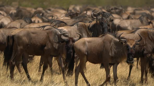 Wildebeests in Maasai Mara National Reserve alt