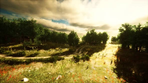 Heavy Rain Clouds Over the Field at the Sunset alt