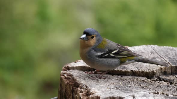 Madeiran chaffinch bird close up shot (Madeira, Portugal) alt