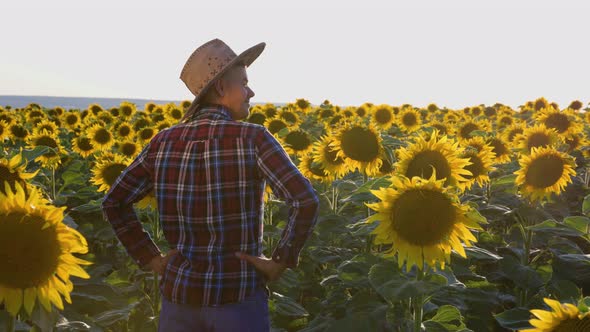 Rear View of a Young Agronomist Inspects His Sunflowers Field alt