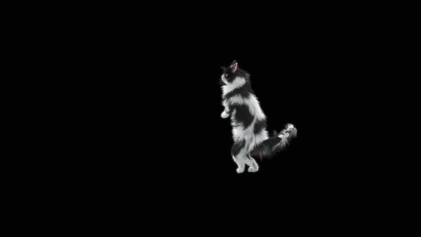 Cat Dancing HD alt