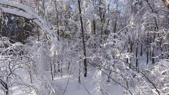 Snowy winter forest Span between trees on drone copter. Sunday holiday.