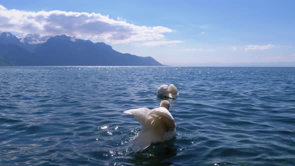 Large White Swan Swims in a Clear Mountain Lake on Backdrop of the Swiss Alps alt