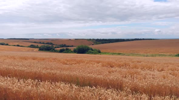 Wheat Ears Field Arial View alt