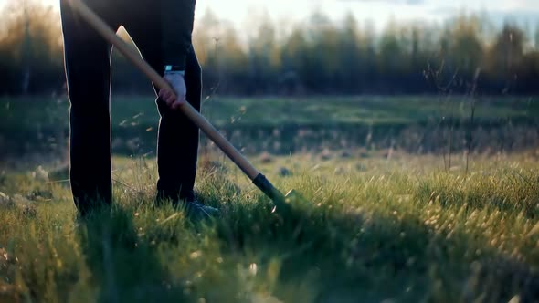 Man Digs Garden At Sunset. Gardener Digging In Allotment. Growing Organic Vegetables Digs Potatoes. alt