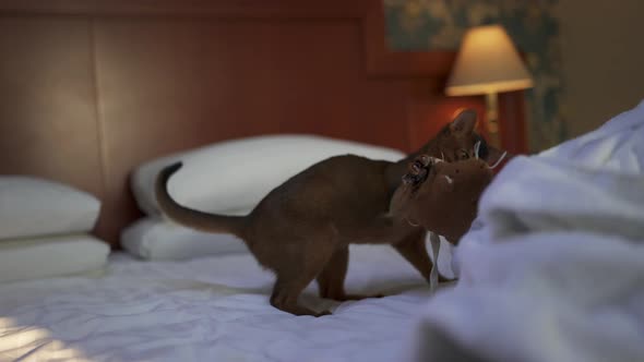 Cute Abyssinian Cat Playing with a Mouse and a Piece of Paper alt