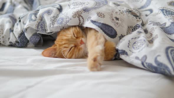 Cute Ginger Cat Sleeps in Bed. Fluffy Pet Comfortably Settled Under Blanket. alt