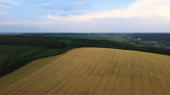 Aerial Landscape View of Yellow Cultivated Agricultural Field with Ripe Wheat on Bright Summer Day alt