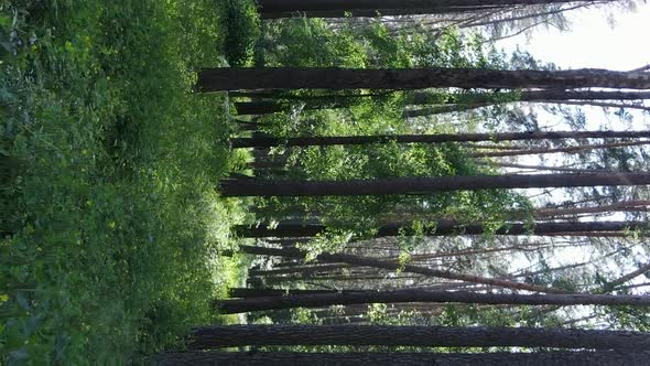 Vertical Video Aerial View Inside a Green Forest with Trees in Summer alt