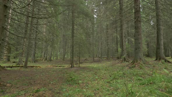 Inside a Coniferous Forest alt