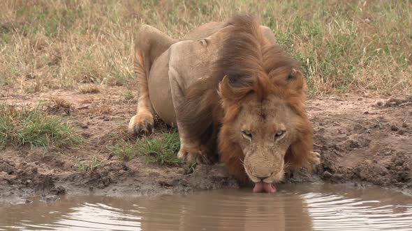 Medium shot as a male lion stops to drink from a shallow puddle in the African wilderness. alt