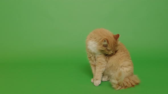 Orange long hair cat on the green screen 
