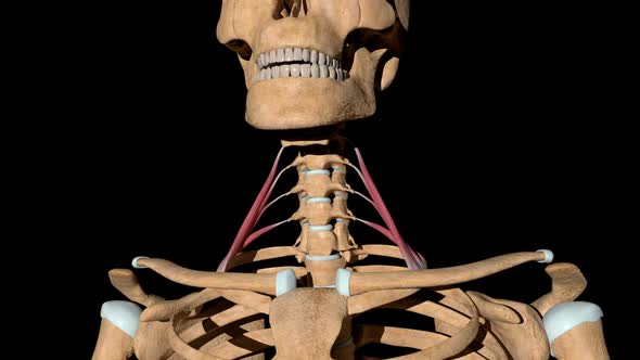 Scalene Anterior Muscles On Skeleton alt