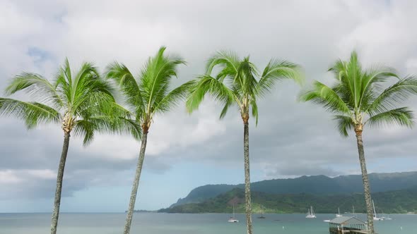 Cinematic Row of Tall Green Palm Trees Slowly Waving Fresh Morning Ocean Breeze alt