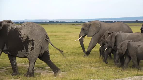 Elephant Family In Jungle In Group alt