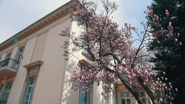 Beautiful Pink Magnolia Tree in the Yard alt