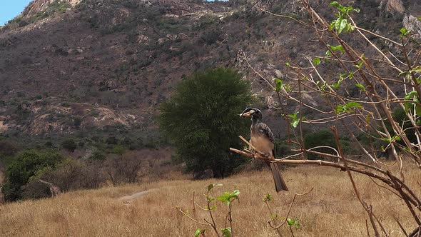African Grey Hornbill, tockus nasutus, Male with a Grasshopper in its Beak, Tsavo park in Kenya alt