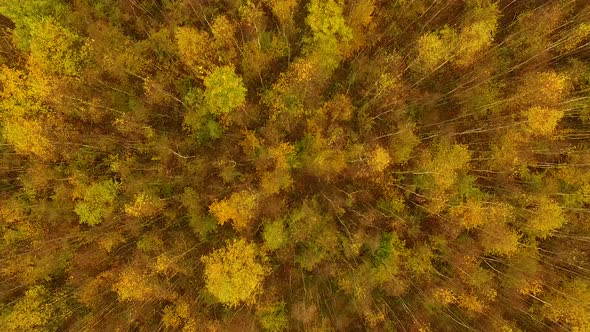 Aerial view of the autumn forest in cloudy weather alt
