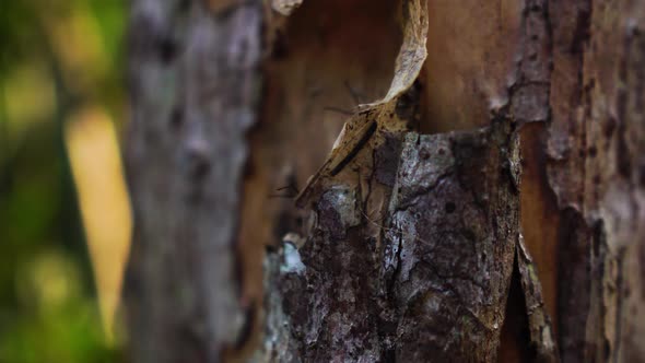 Close up static shot of anthill behind tree bark. Shallow focus alt