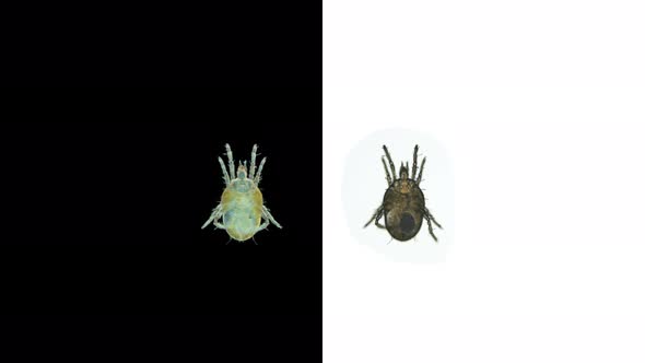 Tick Acari Order Trombidiformes Under a Microscope Superfamily Tydeoidea alt