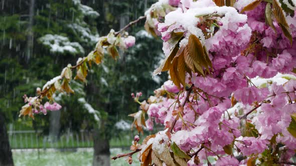 The Spring Tree Is Covered with Purple Flowers and Snow