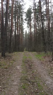 Vertical Video of a Road in the Forest Slow Motion alt