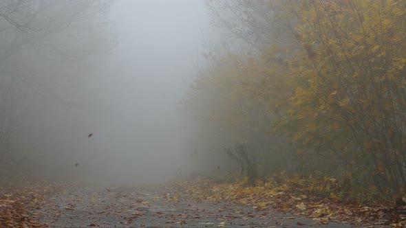 Park During Autumn Misty alt