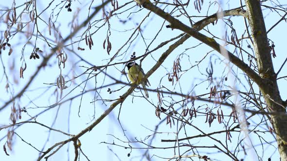 The tit sits on a tree branch. A beautiful little bird flies away from a branch.