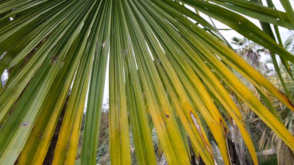 Tropical palm trees. Green leaves of a palm tree move in the wind alt