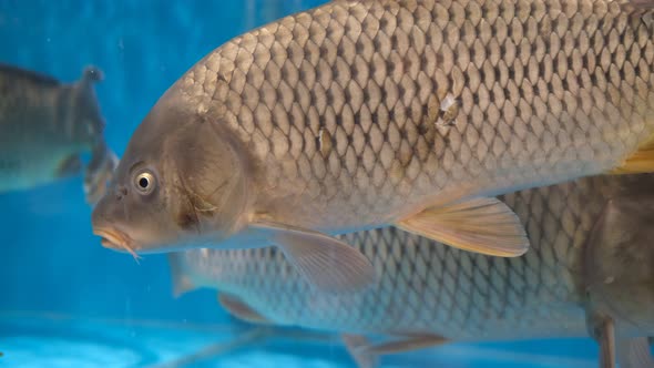 Live Large Carp Swim in the Aquarium in the Supermarket