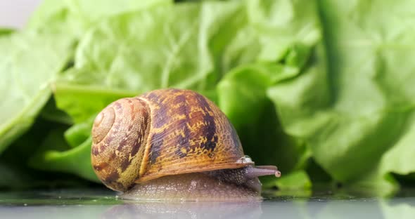 Garden snail getting out of its shell