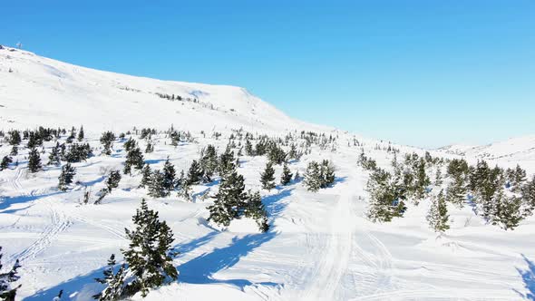Flying Over Small Christmas Trees on a Mountain Plateau in Winter in Sunny Frosty Weather alt