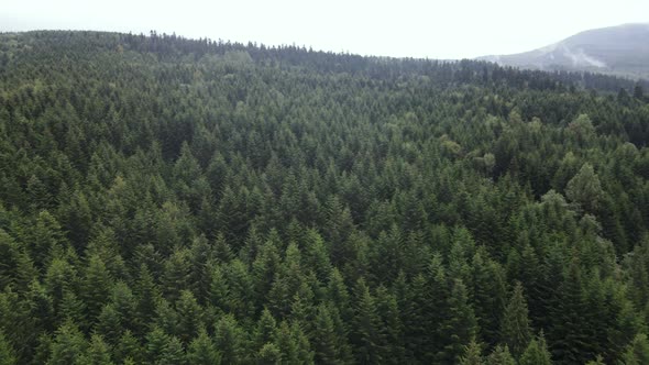 Trees in the Mountains Slow Motion. Aerial View of the Carpathian Mountains in Autumn. Ukraine alt