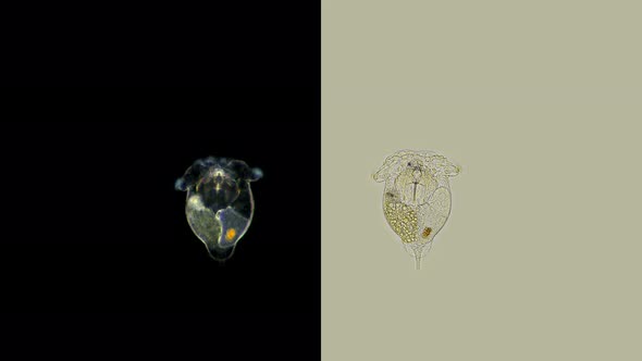 Rotifer Synchaeta Sp. Under a Microscope, Synchaetidae Family, Freshwater alt