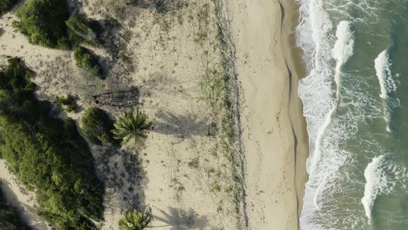 Aerial, Palms On Wangetti Sand Beach In Cairns In Queensland, Australia, Top Down View