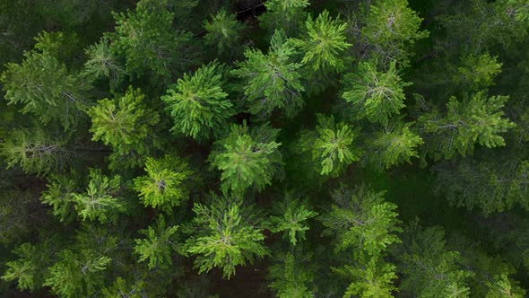 Mysterious forest high in the mountains aerial view 4 K alt