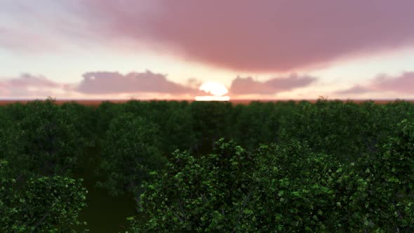 Forest Sunset Clouds
