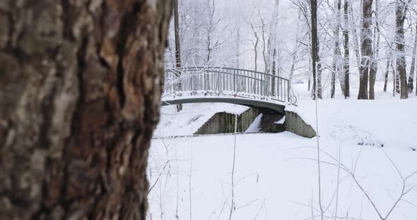 Snowy and Magical Forest in Winter. Frosty Morning.