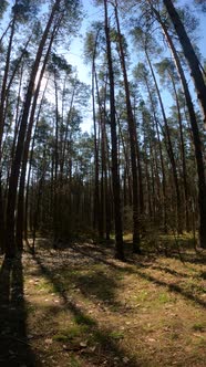 Vertical Video of the Forest Landscape Slow Motion
