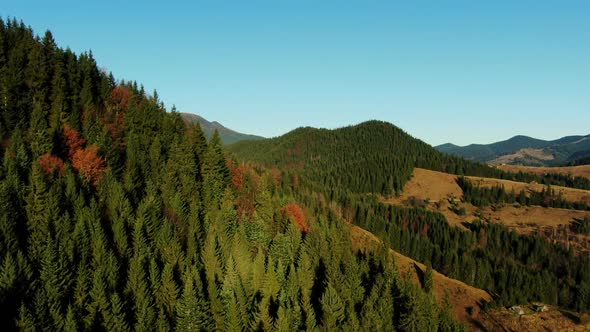 Picturesque Drone View of Coniferous Trees Growing on Hill Slopes Against Cloudless Blue Sky in alt