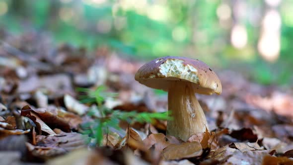 White Mushroom in Summer Forest