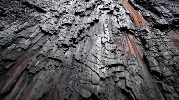 Consequence of Global Warming Texture of Zoomed in Burnt Sequoia Tree in Sequoia National Park alt