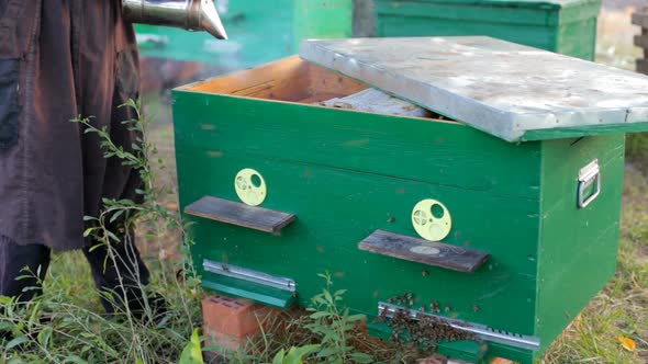 The beekeeper inspects the bee hive. alt