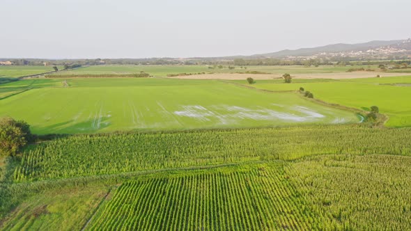 Tilt down aerial over vast fields of sunflowers covering the Emporda landscape. Catalonia Spain alt