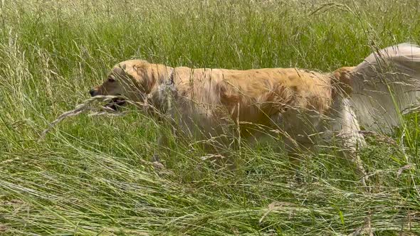 Golden Retriever in Field alt