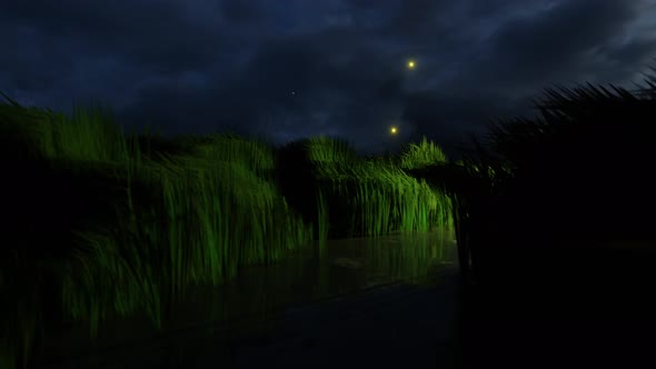 Grass Loop | Grass At Night With Fireflies Loop alt