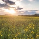 Rapeseed Plantations Against The Backdrop Of The Mountain Hyperlapse 2 - VideoHive Item for Sale