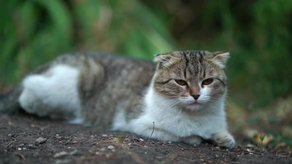 A Cat with Short Ears Lies on the Ground on the Street and Looks at the Camera