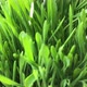 Green grass - VideoHive Item for Sale